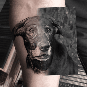 Dog portrait I did a while back #dogportrait #dogtattoo #blackandgrey #realism 