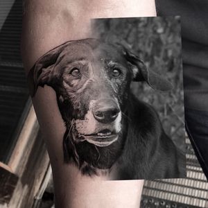 Dog portrait I did a while back #dogportrait #dogtattoo #blackandgrey #realism 