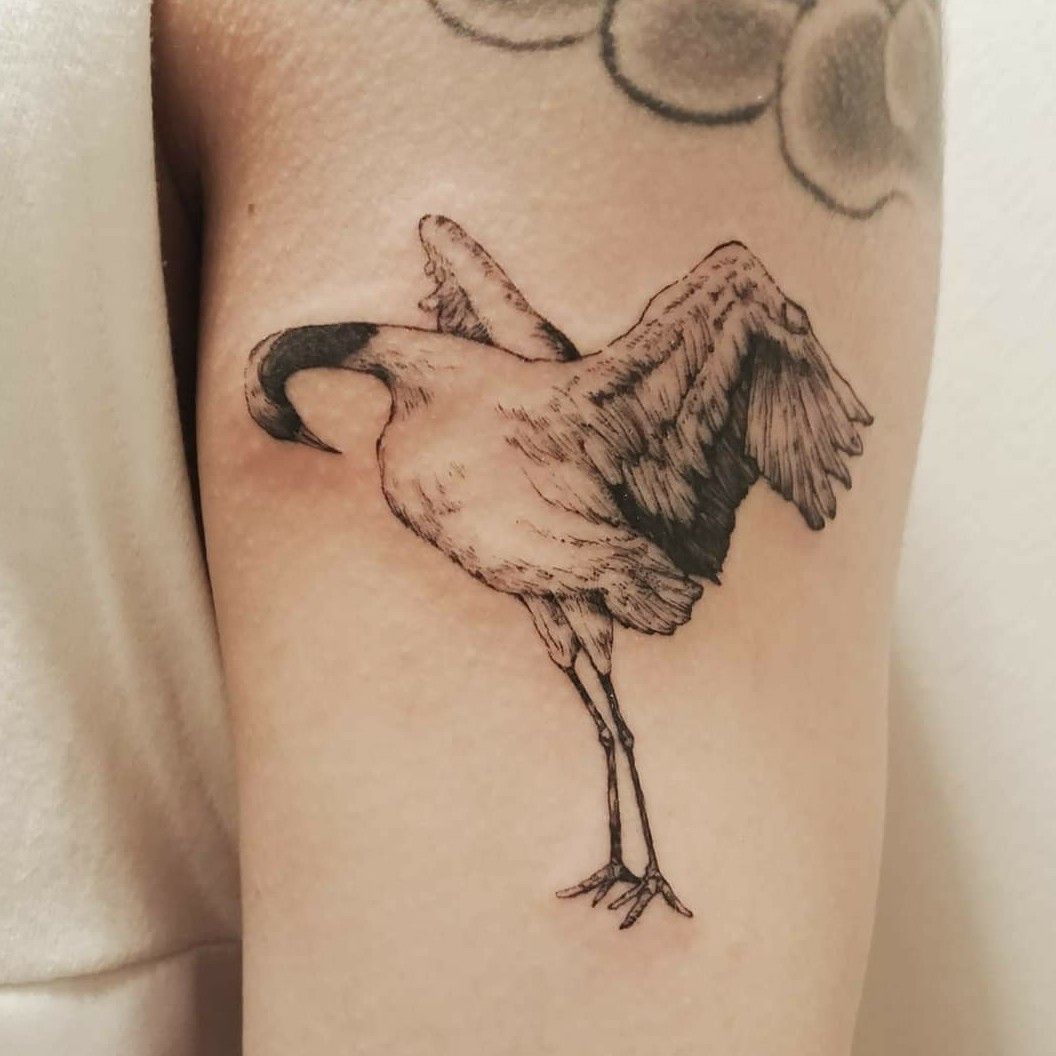 Redcrowned Crane  Crane tattoo Time tattoos Rib tattoo