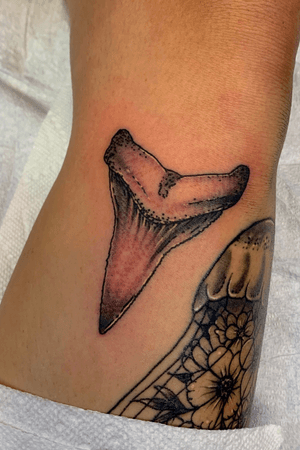 Black and grey hammerhead shark tooth 