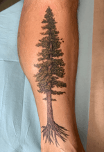 Illustrative Redwood tree 