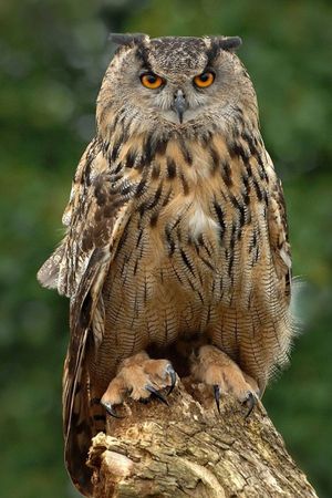 Great Owl 