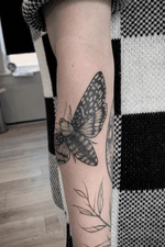 Moth #moth #mothtattoo #blackwork