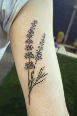 Lavender sprig by Kate Rollinson