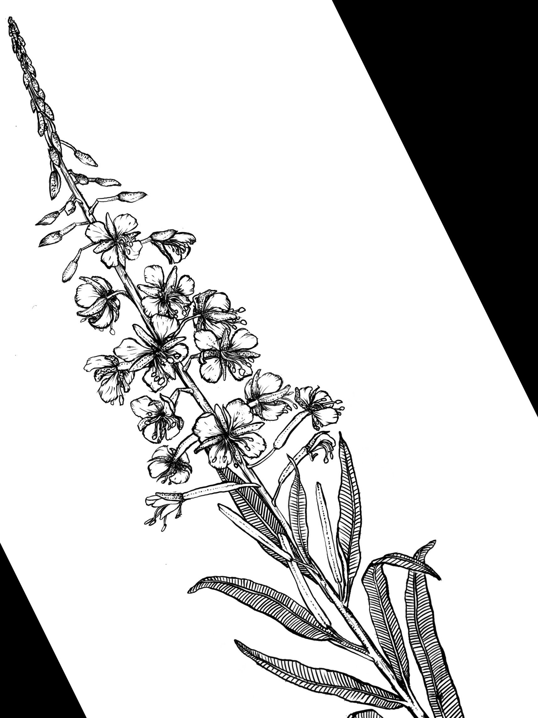 Discover 129+ goldenrod flower tattoo super hot tnbvietnam.edu.vn