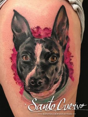 Vibrant watercolor style tattoo of a dog by talented artist Alex Santo. Stunning realism and colors on upper leg placement.