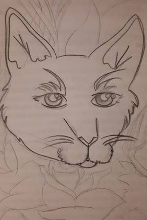 Cat sketch 