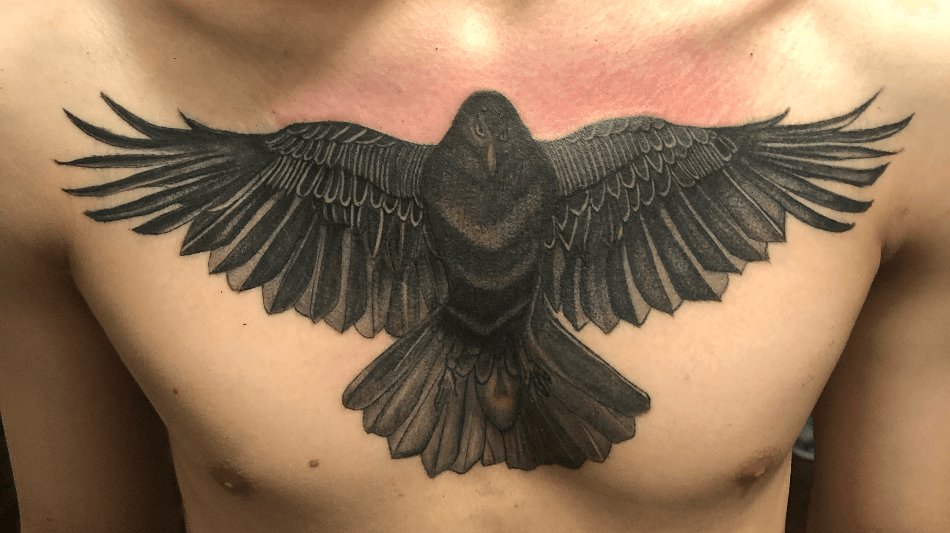 Skull and wings tattoo hires stock photography and images  Alamy
