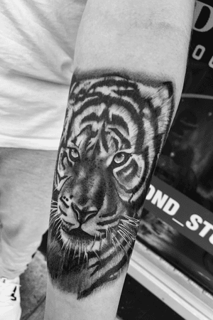 Realistic black and gray tiger i did 