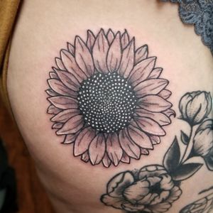 Black and Gray Sunflower with the Fibanocci Sequence 