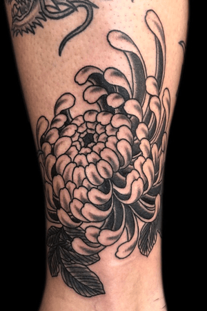 #traditional #Japanese #blackandgrey #chrysanthemum #flower
