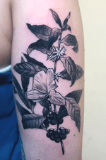 Black and grey coffee plant mix with Irish butterfly, the cuban national flower