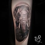 Elephant Portrait
