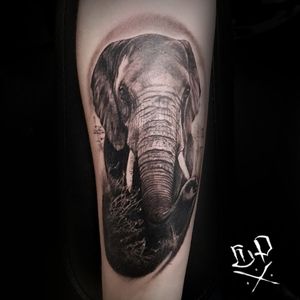 Experience the majesty of an intricately detailed black and gray elephant tattoo by Mauro Imperatori on your forearm.
