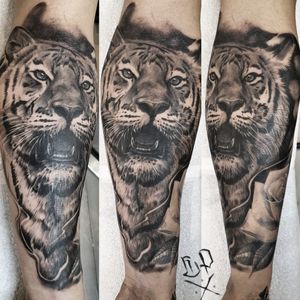 Experience the power and beauty of a lifelike tiger tattoo by Mauro Imperatori in black and gray realism style on your forearm.