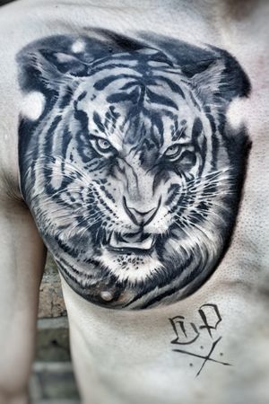 Experience the fierce beauty of a Mauro Imperatori tiger tattoo on your chest, expertly rendered in blackwork realism style.