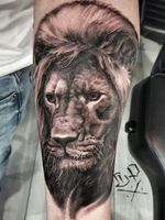 Lion Portrait
