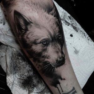 Realistic wolf by Pawel at High Fever Tattoo Oslo 