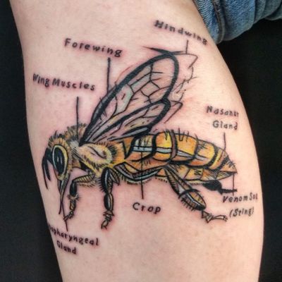 Anatomy of a honeybee by Adam McDade #honeybee #beetattoo #adammcdade