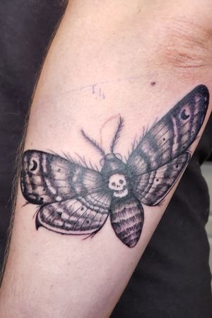 Moth butterfly 