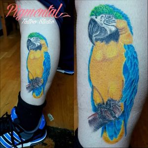 Full Colour Blue & Gold Macaw Tattoo#Macaw #MacawTattoo #Parrot #ParrotTattoo #BirdTattoo #Birds #Bird #PetTattoo #PetPortrait 