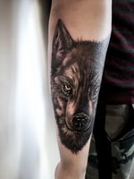 Wolves have always been a popular tattoo 🐺👍🏻 #wolftattoo #wolf #blackandgreytattoo #forearmtattoo #tattooideas 