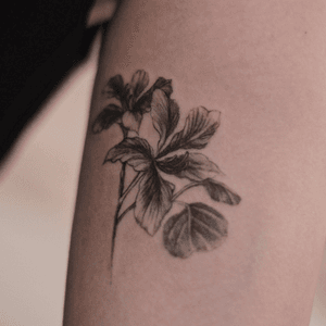Bauhinia botanical fineline tattoo