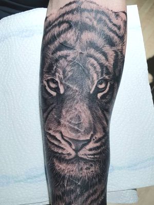 Tiger, cover up tattoo