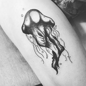 First jellyfish !