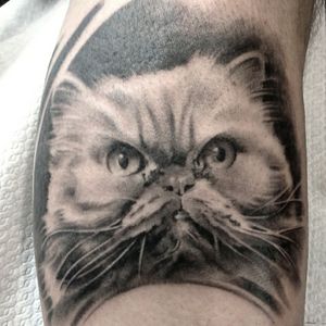 Cat portraits #cattattoo #tattooanimals #realistictattoo #portrait  #tattoo #tattos #tatts 