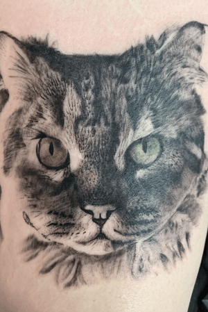 Black and gray cat l did last month