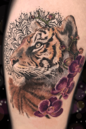 Realistic tiger tattoo with orchid flowers and mandala 