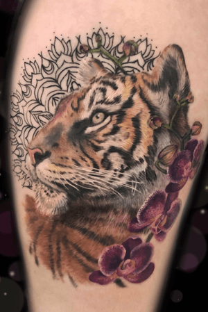 Realistic tiger with orchid flowers and mandala 