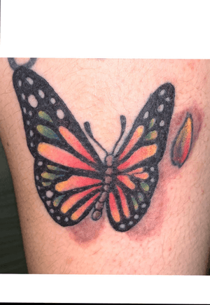 Realistic Butterfly in color