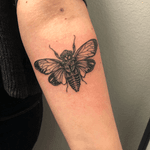Open wing cicada on forearm