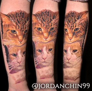 Some cats I tattooed at the studio last month! Love doing animal portraits!