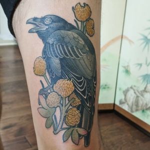 Crow w/ acacia flowers