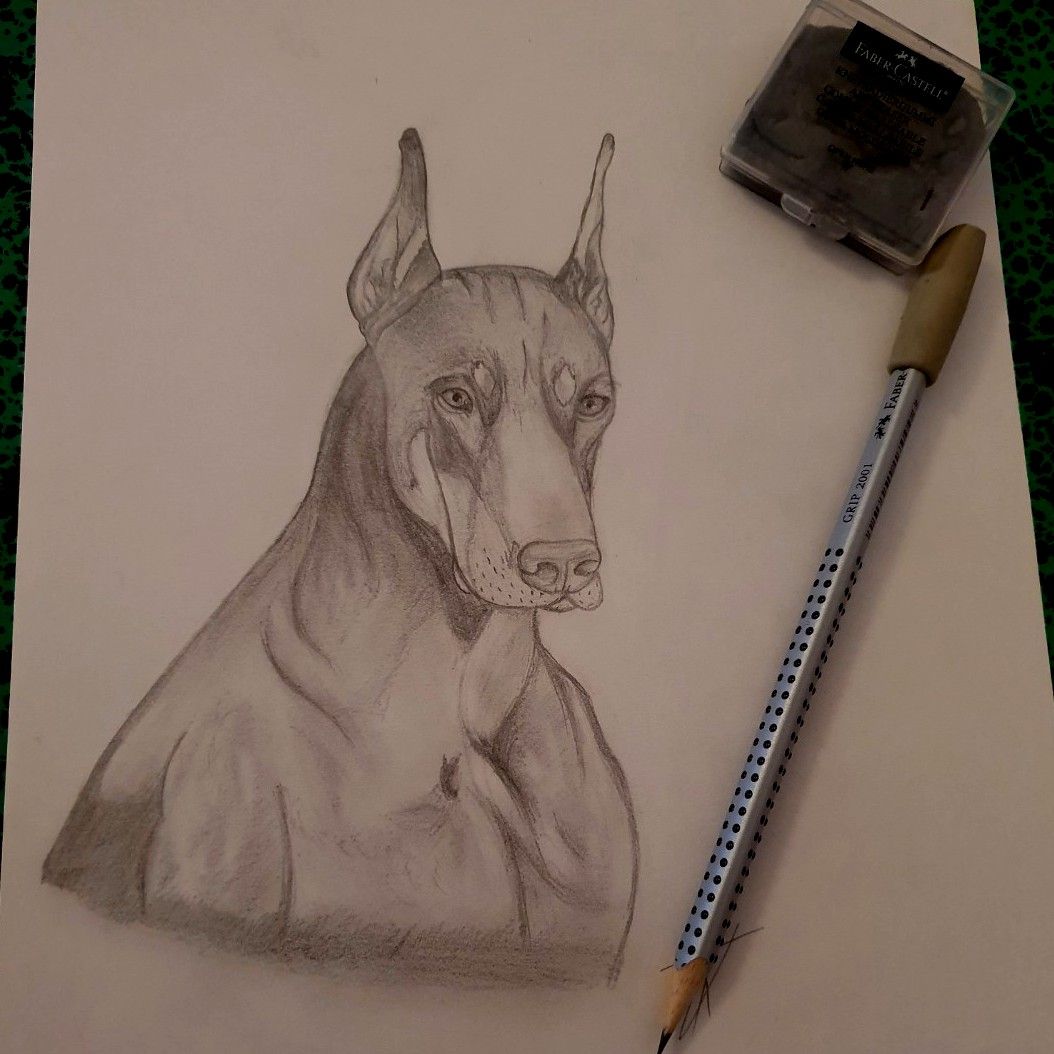 dobermans in pencil sketch