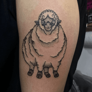 Merino Sheep.