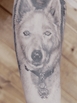 Justin did this wolf dog #petportrait. #pretty and #dangerous. #dogportrait #dog #pet 