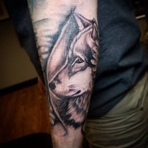Wolf portrait added to Dave's sleeve #wolf #sickwolftat #wolftattoo #blackandgrey #blackandgreytattoo 