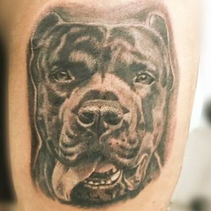 #tatuaje #perro #tattoo #dog #ink #dogsofinstagram #inked #instadog #tattoos #dogs #tattooed #perros #tatuajes #puppy #tattooartist #love #art #pet #tattooart #dogstagram #spain #perrosdeinstagram #tattoolife #doglover #inkedup #mascota #tattooing #murcia#tatuajes_cuervo