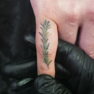 Watercolor rosemary sprig