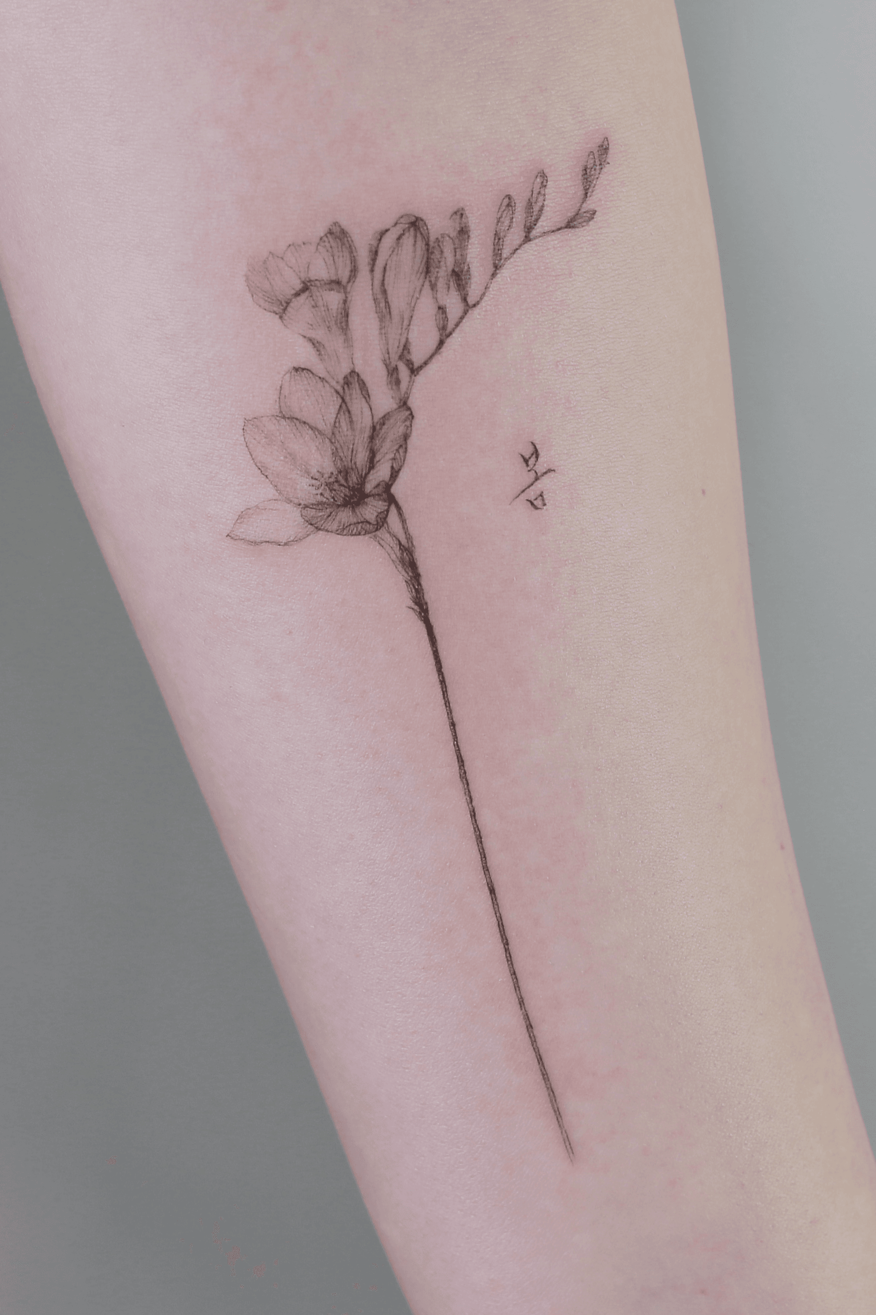 Little Tattoos  Single needle freesia tattoo on the left side