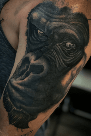 Gorilla tattoo done by Danny. This is a cover up