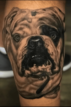 Bulldog Portrait 