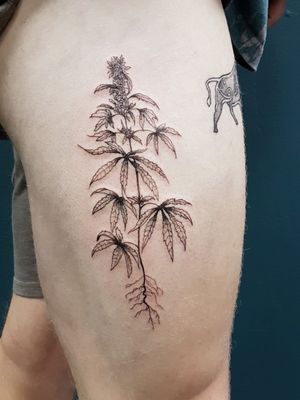 Marjuana plant on the thigh. 
