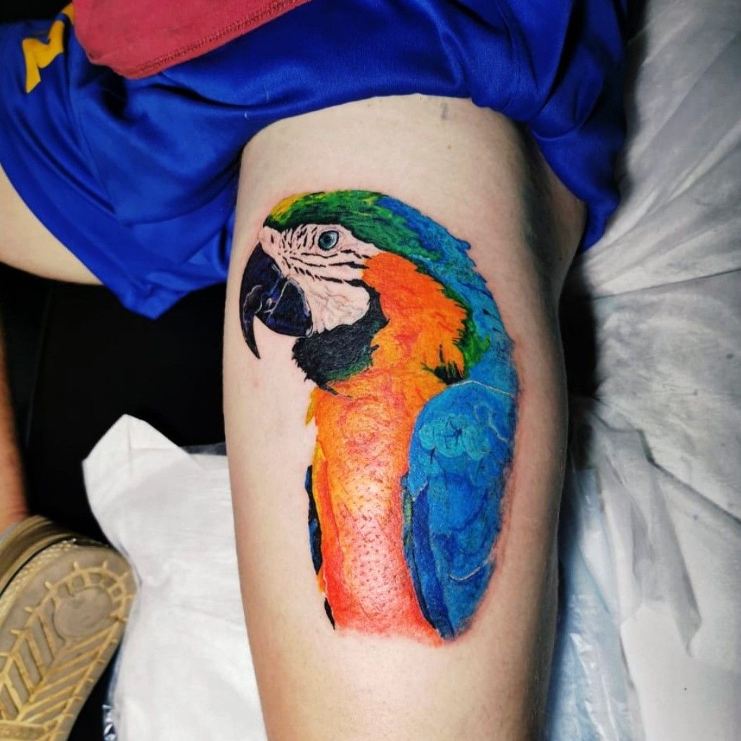 macaw' in • Search +1.3M Tattoos • Tattoodo