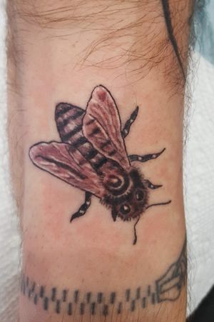 Small black and grey bee on the wrist