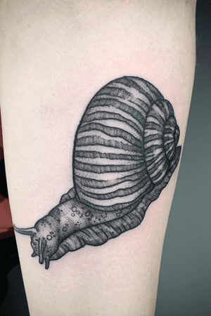 Loved doing this wee snail! Left cooling snails are a genetic anomaly, as few as 1/100,000 are born left coiling. 🐌